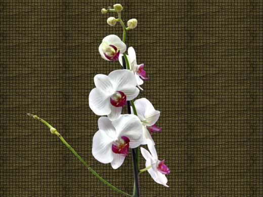 430117 (a): :1600x1200